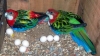 Hatching-a-fertile-parrot-BIRD-eggs-for-sale-hatching-ratio-1-1