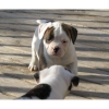 AMERICAN-BULLDOG