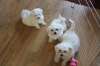 Maltesepuppies