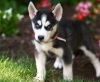 cute-and-adorable-siberian-husky-puppies-for-adoption-