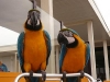 Adorable-Blue-and-Gold-Macaw-Parrots-For-Sale
